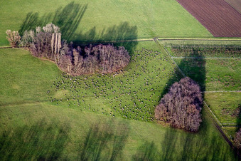 Vue aérienne de Deux groupes d'arbres avec des ombres causées par la lumière du soleil sur un champ dans le quartier Eckel de Freimersheim (Palatinat) à Kleinfischlingen dans le département Rhénanie-Palatinat, Allemagne