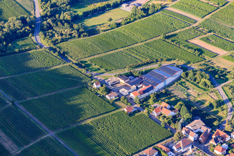 Domaine viticole Emil Wissing GmbH à Oberotterbach dans le département Rhénanie-Palatinat, Allemagne depuis l'avion