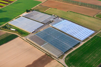 Vue aérienne de Serres de jeunes plants Andres à Weingarten dans le département Rhénanie-Palatinat, Allemagne