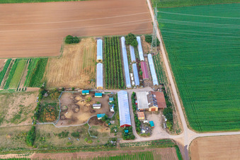 Vue aérienne de Champs de légumes à Schwegenheim dans le département Rhénanie-Palatinat, Allemagne