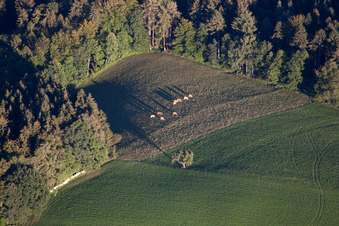 Vue aérienne de Pâturage avec les bonnes vaches laitières d'Odenwald à le quartier Siedelsbrunn in Wald-Michelbach dans le département Hesse, Allemagne