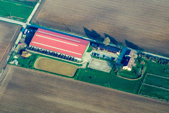 Vue oblique de Ferme d'élevage de poulains à Steinweiler dans le département Rhénanie-Palatinat, Allemagne