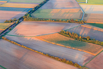 Vue aérienne de Passage à niveau pour chemin de campagne entre fermes et Minfeld à Minfeld dans le département Rhénanie-Palatinat, Allemagne