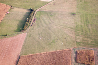 Uhrwiller dans le département Bas Rhin, France vue du ciel