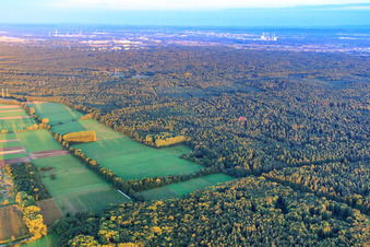 Vue aérienne de Plaines d'Otterbach et Bienwald à Minfeld dans le département Rhénanie-Palatinat, Allemagne