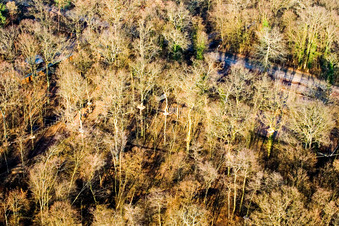 Fun Forest : Parc d'aventure Kandel à Kandel dans le département Rhénanie-Palatinat, Allemagne depuis l'avion