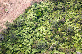 Vue aérienne de Quartier Preece Point in Coromandel dans le département Waïkato, Nouvelle-Zélande
