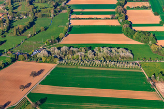 Vue aérienne de TSV Venningen-Fischlingen 1913 eV à Venningen dans le département Rhénanie-Palatinat, Allemagne
