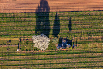 Vue aérienne de Parcelle de jardin avec cerisier en fleurs entre des rangées de vignes à Großfischlingen dans le département Rhénanie-Palatinat, Allemagne