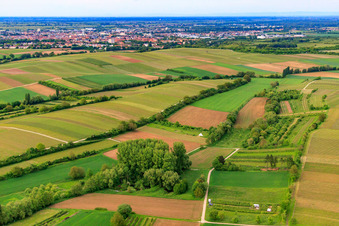 Vue aérienne de Sentier de randonnée viticole d'Impflingen à le quartier Mörzheim in Landau in der Pfalz dans le département Rhénanie-Palatinat, Allemagne