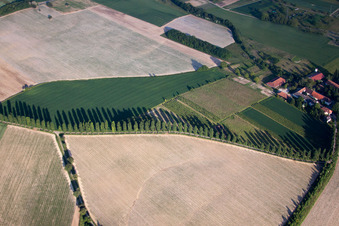 Vue aérienne de Rangée d'arbres au bord d'un champ à Hohenwettersbach à le quartier Hohenwettersbach in Karlsruhe dans le département Bade-Wurtemberg, Allemagne
