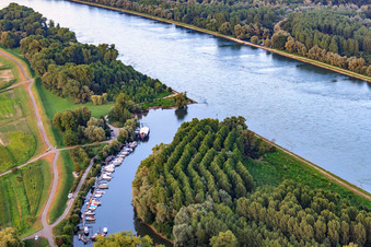 Vue aérienne de Lautermuschel à l'embouchure de la Lauter dans le Rhin à Neuburg am Rhein dans le département Rhénanie-Palatinat, Allemagne