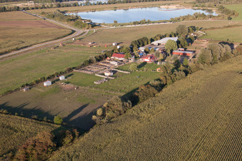 Photographie aérienne de Ferme des cigognes à le quartier Rußheim in Dettenheim dans le département Bade-Wurtemberg, Allemagne