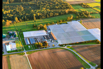 Vue aérienne de Serres de Rudolf Sinn Jungpflanzen GmbH & Co. KG à le quartier Niederlustadt in Lustadt dans le département Rhénanie-Palatinat, Allemagne