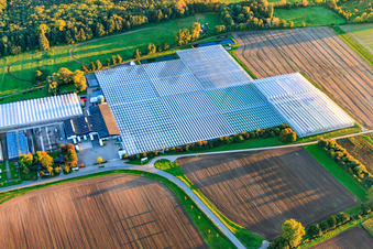 Vue aérienne de Serres de Rudolf Sinn Jungpflanzen GmbH & Co. KG à le quartier Niederlustadt in Lustadt dans le département Rhénanie-Palatinat, Allemagne