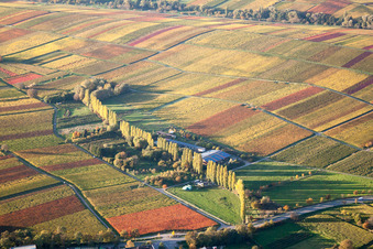 Vue aérienne de Rangée d'arbres automnaux dans la vallée de l'Aalmühle entre les vignobles du Palatinat à Ilbesheim bei Landau dans le département Rhénanie-Palatinat, Allemagne