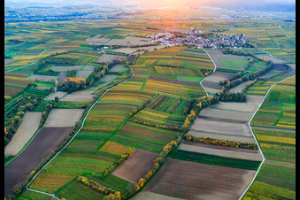 Vue aérienne de Village dans les vignes dans les feuilles d'automne au coucher du soleil depuis l'est à le quartier Mörzheim in Landau in der Pfalz dans le département Rhénanie-Palatinat, Allemagne