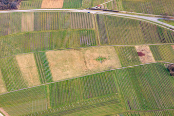 Vue aérienne de Vignoble défriché à Ilbesheim bei Landau dans le département Rhénanie-Palatinat, Allemagne