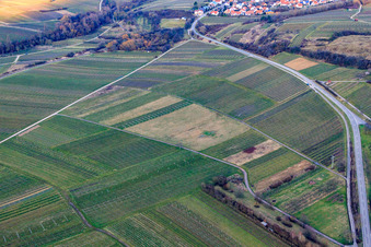 Vue aérienne de Vignoble défriché à Ilbesheim bei Landau dans le département Rhénanie-Palatinat, Allemagne