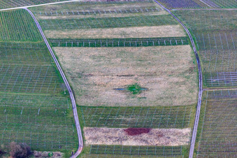 Photographie aérienne de Vignoble défriché à Ilbesheim bei Landau dans le département Rhénanie-Palatinat, Allemagne