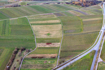 Vue oblique de Vignoble défriché à Ilbesheim bei Landau dans le département Rhénanie-Palatinat, Allemagne