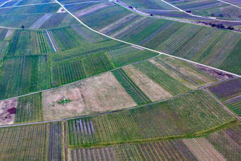 Vignoble défriché à Ilbesheim bei Landau dans le département Rhénanie-Palatinat, Allemagne vue d'en haut