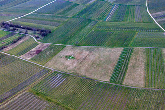 Vignoble défriché à Ilbesheim bei Landau dans le département Rhénanie-Palatinat, Allemagne depuis l'avion