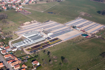 Vue aérienne de Pépinière Les Cultures Florales d'Alsace - Ets Richter à Walbourg dans le département Bas Rhin, France