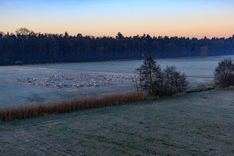 Neugraben dans la plaine d'Otterbach dans la brume matinale à Freckenfeld dans le département Rhénanie-Palatinat, Allemagne d'en haut