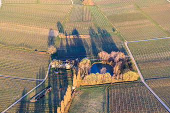 Vue aérienne de Étang sur l'Aalmühl à Ilbesheim bei Landau dans le département Rhénanie-Palatinat, Allemagne