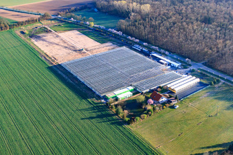 Vue aérienne de Serres de Fehmel Gemüse à le quartier Dreihof in Essingen dans le département Rhénanie-Palatinat, Allemagne