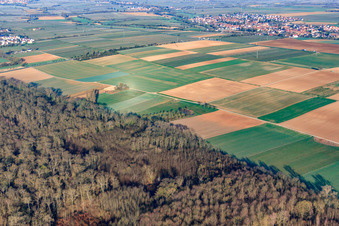Vue aérienne de Lisière de forêt à Hofgraben à le quartier Dreihof in Essingen dans le département Rhénanie-Palatinat, Allemagne