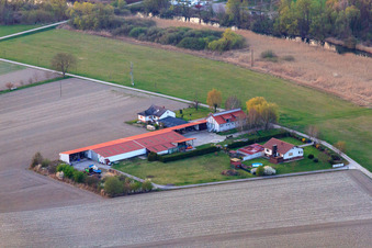 Vue aérienne de Aussiedlerhof sur le Vieux Rhin près de Neupotz à Neupotz dans le département Rhénanie-Palatinat, Allemagne