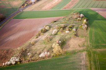 Vue aérienne de Prairie de verger fleurie au printemps à le quartier Breitensee in Herbstadt dans le département Bavière, Allemagne