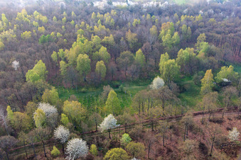 Vue aérienne de Arbres à fleurs blanches dans la forêt à Sulzdorf an der Lederhecke dans le département Bavière, Allemagne