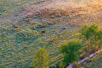 Vue aérienne de Bovins au pâturage dans la réserve naturelle de Billigheimer Bruch à le quartier Mühlhofen in Billigheim-Ingenheim dans le département Rhénanie-Palatinat, Allemagne