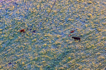 Photographie aérienne de Bovins au pâturage dans la réserve naturelle de Billigheimer Bruch à le quartier Mühlhofen in Billigheim-Ingenheim dans le département Rhénanie-Palatinat, Allemagne