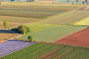 Vue aérienne de Mecke Moschi Site de lancement radio des amis du paramoteur Palatinat à Meckenheim dans le département Rhénanie-Palatinat, Allemagne