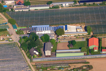 Marché agricole de Zapf, ferme de fruits et d'asperges, café de la ferme Zapf à Kandel dans le département Rhénanie-Palatinat, Allemagne depuis l'avion