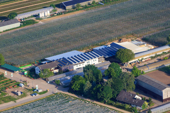 Marché agricole de Zapf, ferme de fruits et d'asperges, café de la ferme Zapf à Kandel dans le département Rhénanie-Palatinat, Allemagne vue du ciel