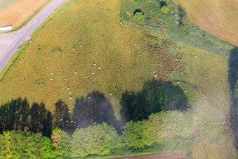 Vue aérienne de Troupeau de moutons dans un pré à le quartier Fürstenau in Höxter dans le département Rhénanie du Nord-Westphalie, Allemagne