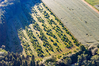 Vue aérienne de Plantation d'arbres de Noël à Lauenförde dans le département Basse-Saxe, Allemagne