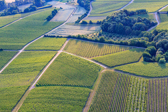 Vue aérienne de Vignes disposées géométriquement dans la lumière du matin à le quartier Klingen in Heuchelheim-Klingen dans le département Rhénanie-Palatinat, Allemagne