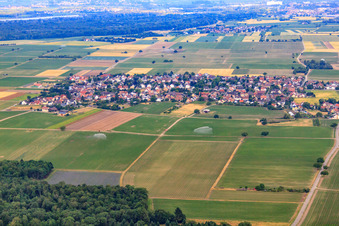 Vue aérienne de Vue du village depuis l'est à le quartier Gündlingen in Breisach am Rhein dans le département Bade-Wurtemberg, Allemagne