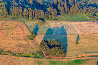 Vue aérienne de Pâturage de moutons au milieu de l'été à le quartier Breungeshain in Schotten dans le département Hesse, Allemagne
