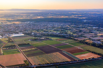 Vue aérienne de Vue d'ensemble de la ville depuis l'ouest à Schifferstadt dans le département Rhénanie-Palatinat, Allemagne