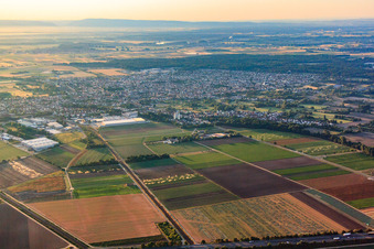Vue aérienne de Vue d'ensemble de la ville depuis l'ouest à Schifferstadt dans le département Rhénanie-Palatinat, Allemagne