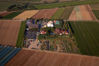 Vue aérienne de P.+H. Fehmel Culture maraîchère à Mutterstadt dans le département Rhénanie-Palatinat, Allemagne