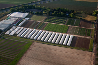 Vue oblique de Enza Zaden Germany GmbH à le quartier Dannstadt in Dannstadt-Schauernheim dans le département Rhénanie-Palatinat, Allemagne