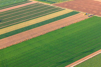 Vue aérienne de Récolte manuelle des légumes dans le Palatinat à le quartier Dannstadt in Dannstadt-Schauernheim dans le département Rhénanie-Palatinat, Allemagne